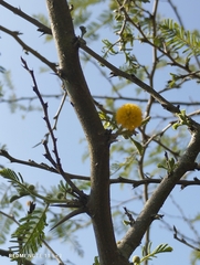 Vachellia macracantha