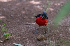 Laniarius erythrogaster