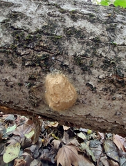 Lymantria dispar