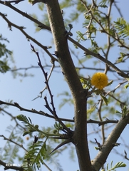 Vachellia macracantha