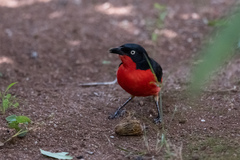 Laniarius erythrogaster