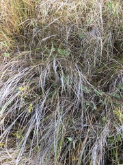 Sporobolus pumilus
