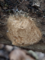Lymantria dispar