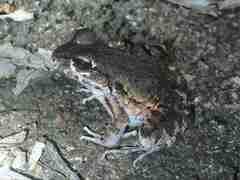 Leptodactylus myersi