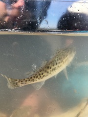 Cynoscion nebulosus