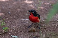 Laniarius erythrogaster