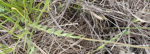 Image of Linum africanum by (c) Nicola van Berkel, some rights reserved (CC BY-SA)