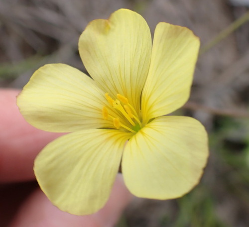 Image of Linum africanum by (c) Nicola van Berkel, some rights reserved (CC BY-SA)