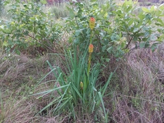 Kniphofia