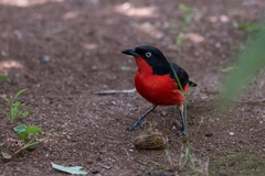 Laniarius erythrogaster