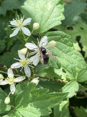 Dolichovespula arctica