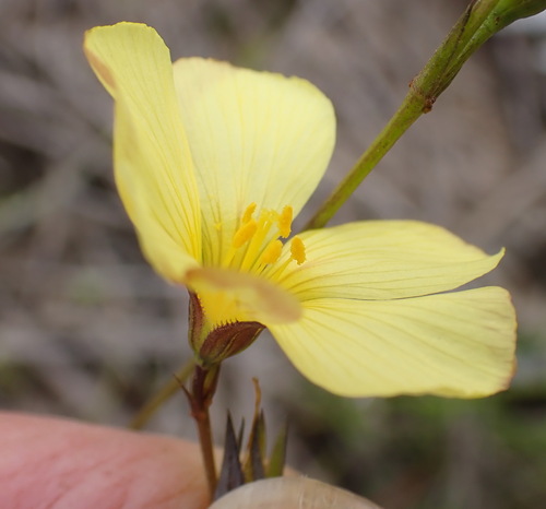 Image of Linum africanum by (c) Nicola van Berkel, some rights reserved (CC BY-SA)