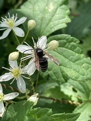 Dolichovespula arctica