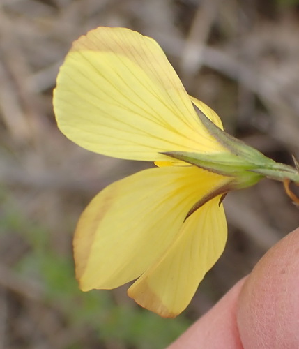 Image of Linum africanum by (c) Nicola van Berkel, some rights reserved (CC BY-SA)