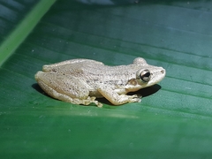 Scinax ruber