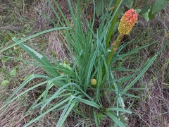 Kniphofia