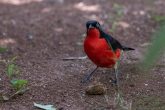 Laniarius erythrogaster