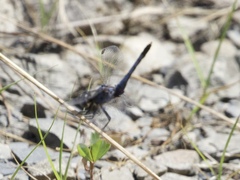 Erythrodiplax minuscula