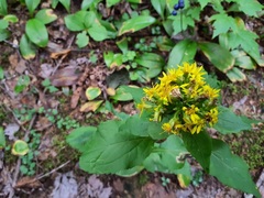 Solidago macrophylla