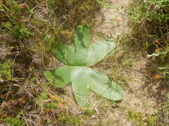 Brunsvigia orientalis