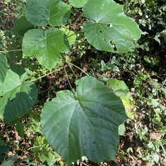 Vernicia fordii