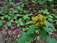Solidago macrophylla