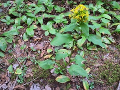 Solidago macrophylla