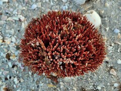 Clathria foliacea