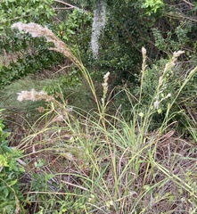 Andropogon floridanus