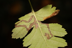 Lyonetia clerkella