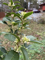 Osmanthus