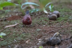 Lagonosticta senegala