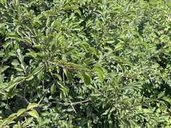 Rhamnus bungeana