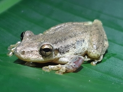 Scinax ruber