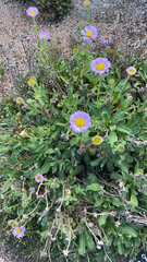 Erigeron glaucus
