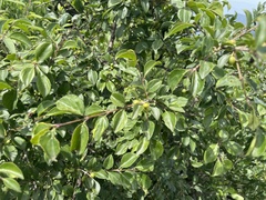 Rhamnus bungeana