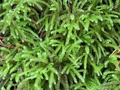 Eurhynchium striatum
