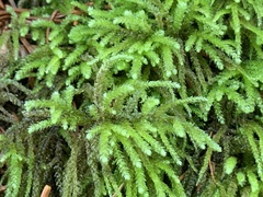 Eurhynchium striatum