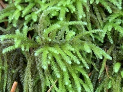 Eurhynchium striatum