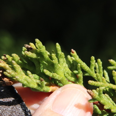 Cupressus