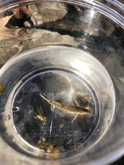 Etheostoma caeruleum