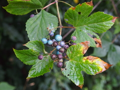 Ampelopsis glandulosa heterophylla