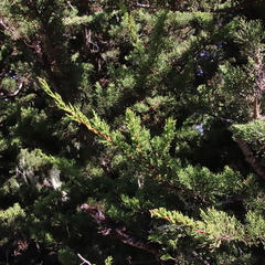 Cupressus