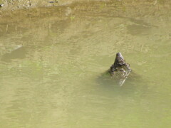 Macrochelys temminckii