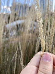 Phalaris arundinacea