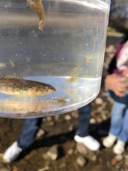 Etheostoma caeruleum