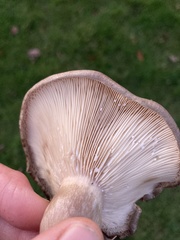 Lactarius turpis