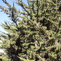 Cupressus