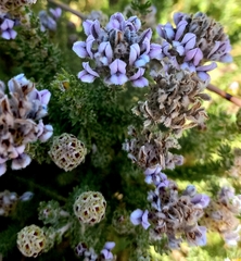 Aspalathus cephalotes