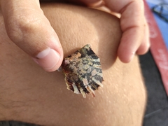 Pinctada imbricata